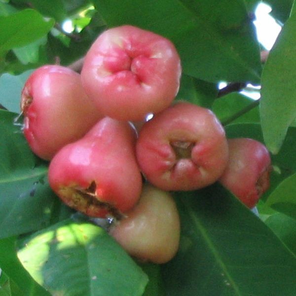 Apple bottom asian