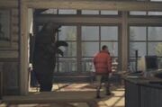 Bear