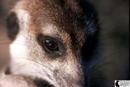 Flower Whiskers(VWF026) 2