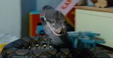 Dhnagini
