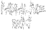 Wiki