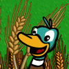 Bumper Wheat