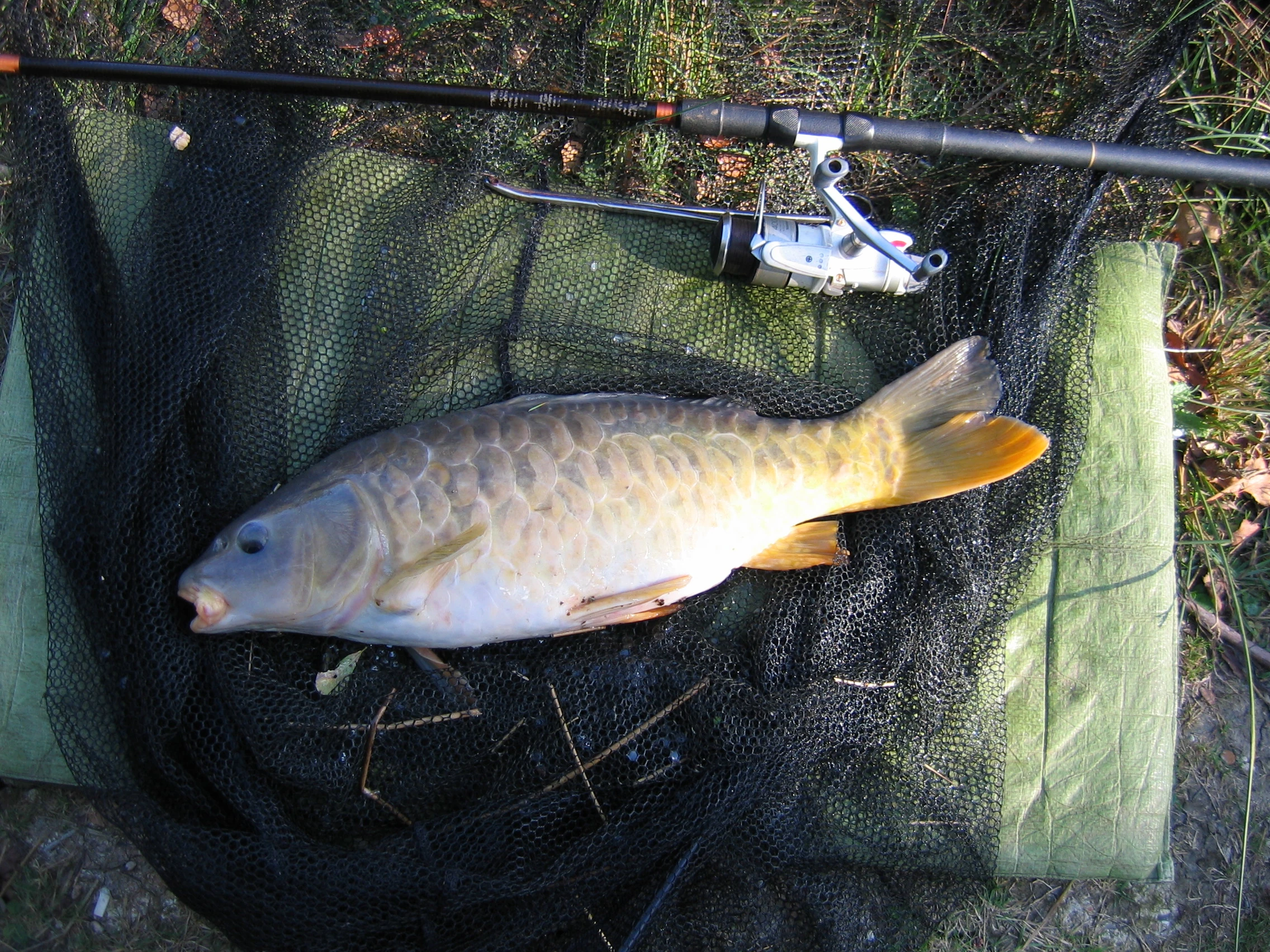 Mirror Carp British Wildlife Wiki