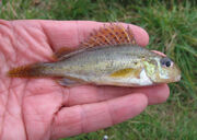 Medway Ruffe