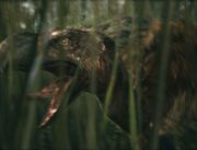 Terrorbird