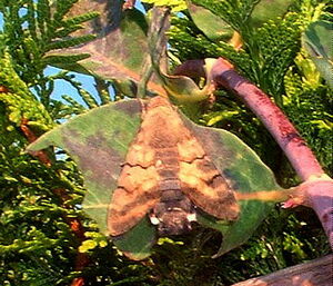 Hummingbird hawkmoth