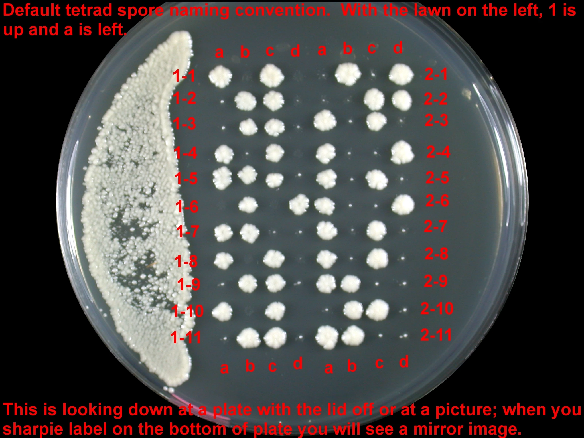 Tetrad Scoring Get Your Science On Wiki