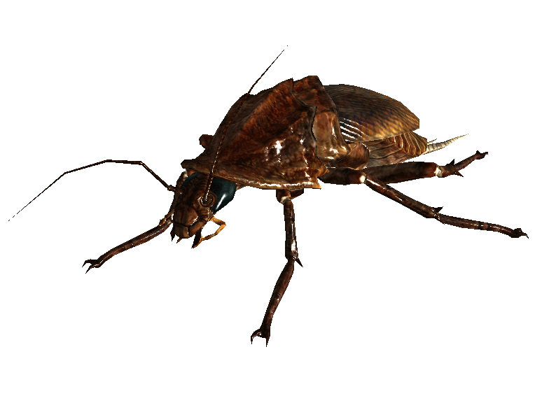 Radroach - Non-alien Creatures Wiki