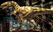 Carcharodonto jup-582
