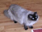 Himalayan cat percy