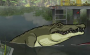 Alligator