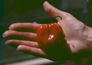 Congo pepper