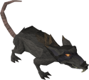 Giantrat