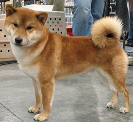 Red shiba inu