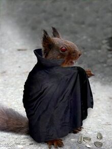 Vampire squirrel