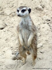 Meerkat