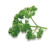Parsley