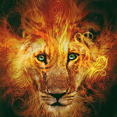 Aslan twarz