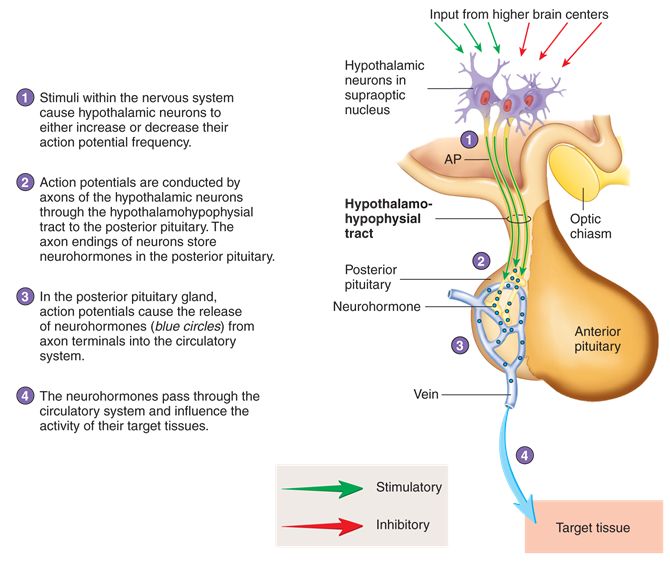 Hypothalamus Og Hypofyse - Pensumbesvarelse for Humanbiologi og