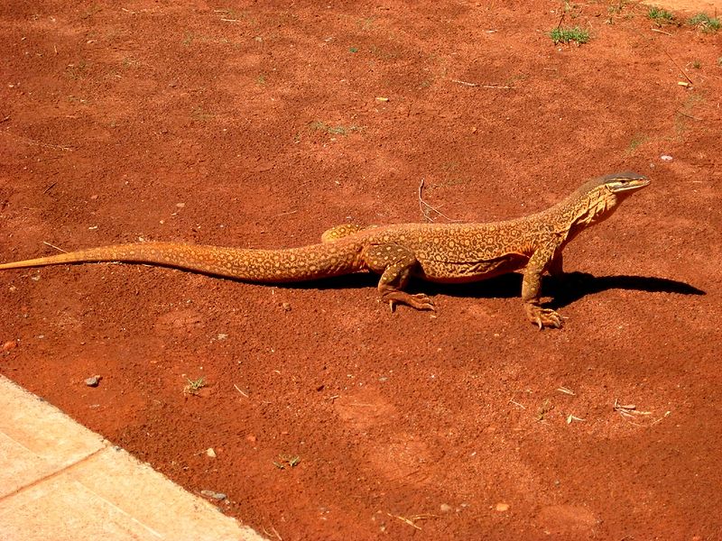 Sand Goanna Reptilepedia The Wiki Of Reptiles massive-goanna-eating-a-live-chicken-youtube