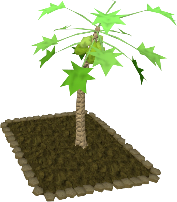 Papaya tree The RuneScape Wiki