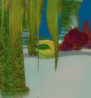 BloatedKelpBulb