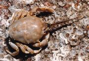 Corystes-cassivelaunus-002