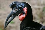 Bucorvus abyssinicus (male) -head -San Diego Zoo-8