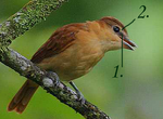 Cinnamon Becard supraloralandlores