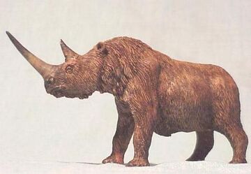 Mxsa woolyrhino