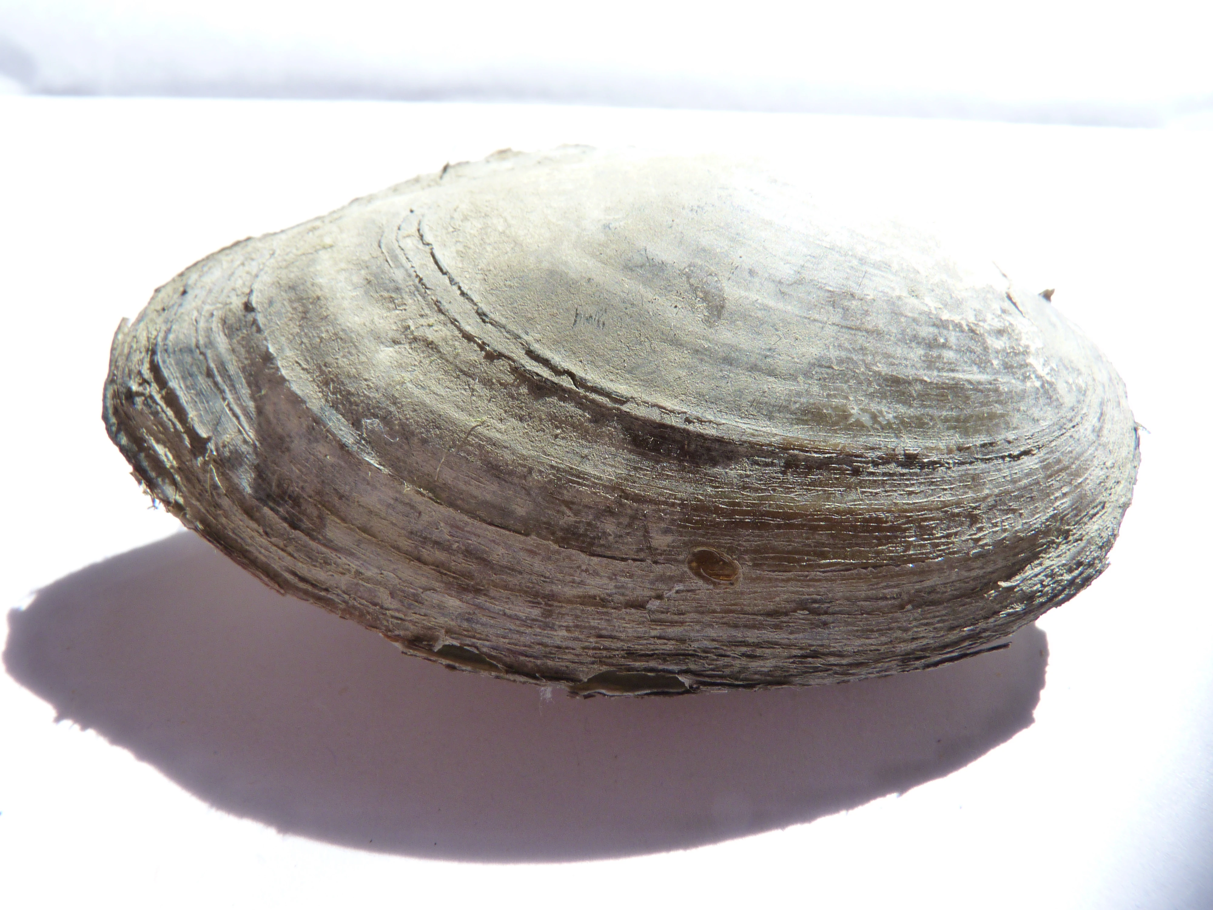 Swan Mussel British Wildlife Wiki