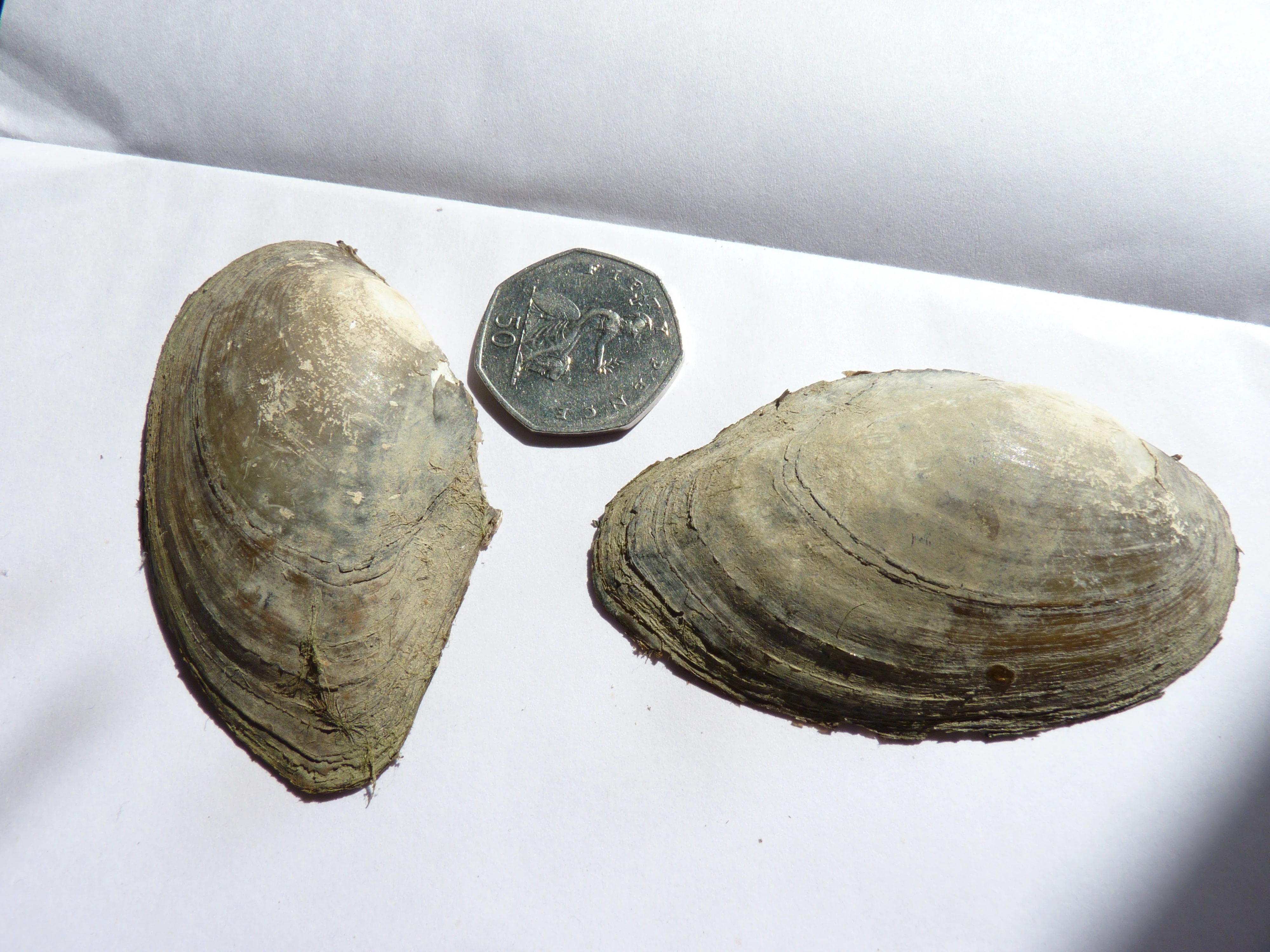 Bivalve British Wildlife Wiki