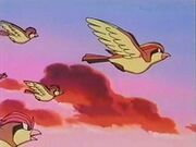 EP083 Pidgeot marchandose con su manada