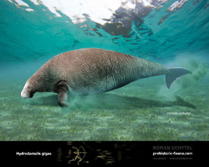 Stellers Sea Cow s pictures, Stellers Sea Cow s pictures, Stellers Sea Cow hd wallpaper, Stellers Sea Cow pic