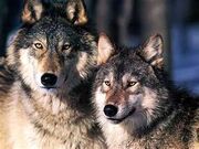 Wolves 1