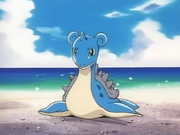 Ash Lapras young