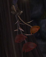Meara'sDriedRoses