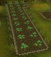 Strawberries grow