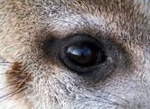 A Meerkat eye.jpg