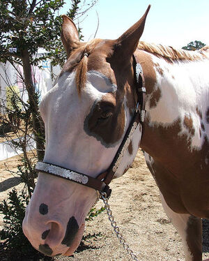 Paint Horse