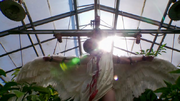 604angel