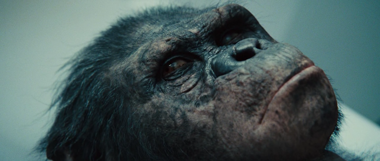 rise of the planet of the apes koba shotgun