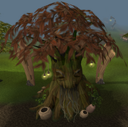Elder spirit tree