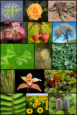 Diversity of plants image version 5