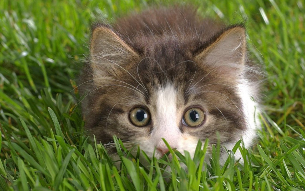 Cute-Kitten-kittens-16096139-1280-800.jpg