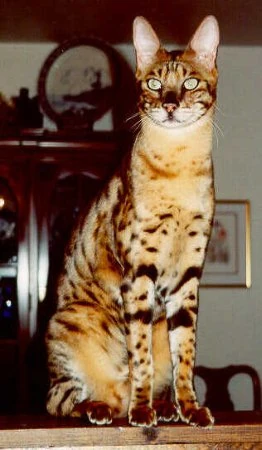 Gato savannah - Wiki Gatopedia