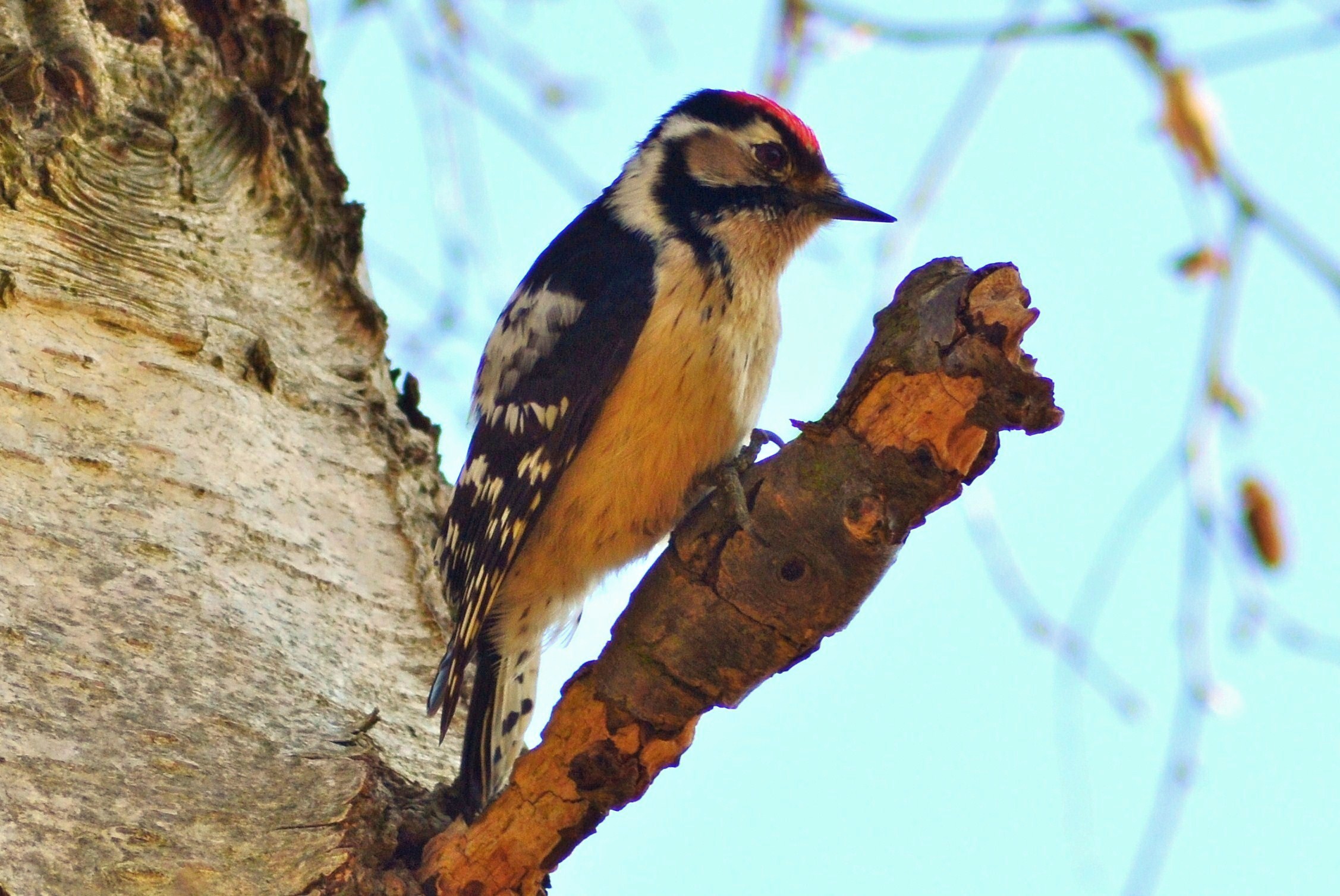 image-lesser-spotted-woodpecker-jpg-london-bird-club-wiki