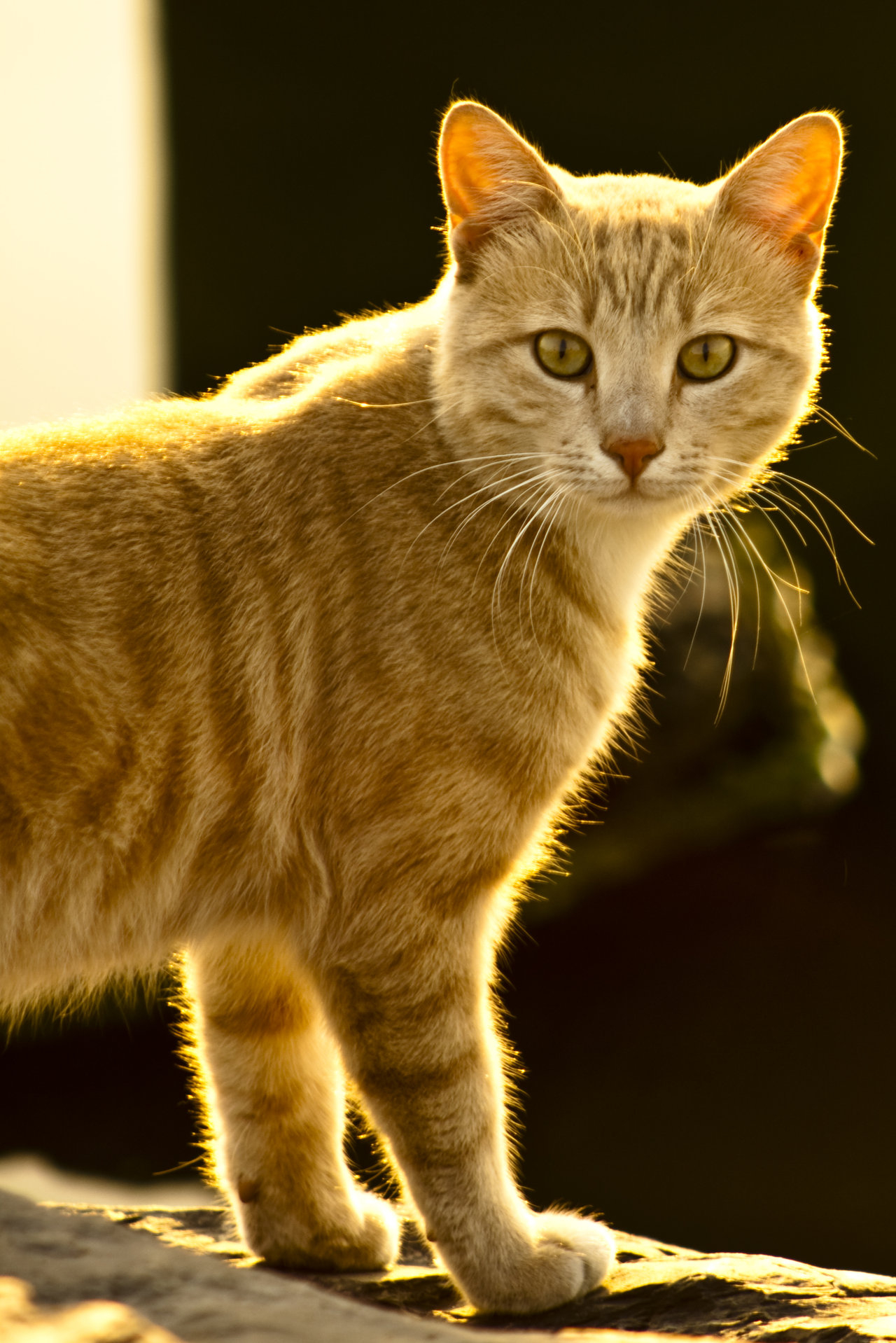 Image - Yellow cat by asante-d2z6bom.jpg - TacoClan Wiki - Wikia