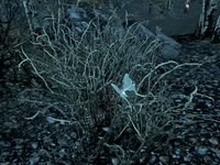 Luna moth habitat
