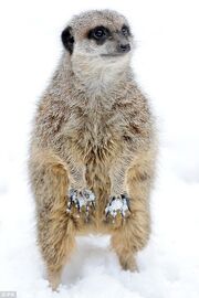 London Zoo Meerkat